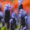 Muscari Bulb Latifolium Broad Leaf Grape Hyacinth