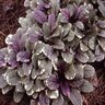 Ajuga Reptans Burgundy Glow Bugleweed SP2 Container