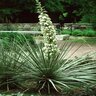Yucca Glauca Soapweed Yucca