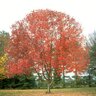 Acer Rubrum Franksred Red Sunset Red Maple 2 in. Caliper Ball and Burlap