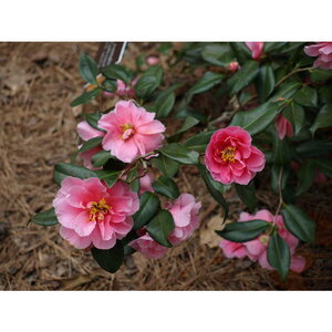 Camellia X Vernalis Egao Corkscrew Camellia 7 gal. Container