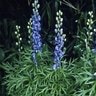 Aconitum Napellus Monkshood