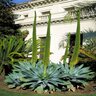 Agave Attenuata Foxtail Agave 1 gal. Container