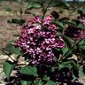 Syringa X Hyacinthiflora Pocahontas Lilac 5 gal. Container