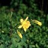 Aquilegia Chrysantha var. Hinckleyana Columbine
