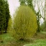 Cornus Mas Cornelian Cherry Dogwood Tree Form Multi Stem 6 ft. Height Ball and Burlap