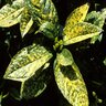 Aucuba Japonica Mr. Goldstrike Spotted Laurel 3 gal. Container