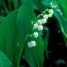 Convallaria Majalis Lily Of The Valley SP3 Container