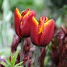 Tulipa Bulb Triumph Abu Hassan Tulip