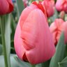 Tulipa Bulb Darwin Hybrid Apricot Impression Tulip Each
