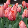 Tulipa Bulb Darwin Hybrid Apricot Impression Tulip Each