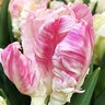 Tulipa Bulb Parrot Apricot Parrot Tulip