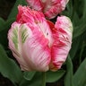 Tulipa Bulb Parrot Apricot Parrot Tulip