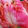 Tulipa Bulb Parrot Apricot Parrot Tulip