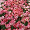 Tulipa Bulb Parrot Apricot Parrot Tulip