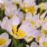 Tulipa Bulb Species Bakeri Lilac Wonder Tulip