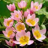 Tulipa Bulb Species Bakeri Lilac Wonder Tulip Each