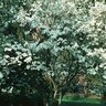 Cornus Florida Dogwood 3 gal. Container