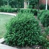 Buxus X Green Velvet Boxwood 7 gal. Container