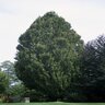 Fagus Sylvatica Dawyck European Beech 3.5 in. Caliper Ball and Burlap