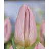 Tulipa Bulb Single Early Candy Prince Tulip