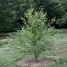 Betula Nigra River Birch Tree Form Multi Stem 10 ft. Height Ball and Burlap