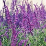 Salvia Leucantha Midnight Mexican Bush Sage 1 gal. Container