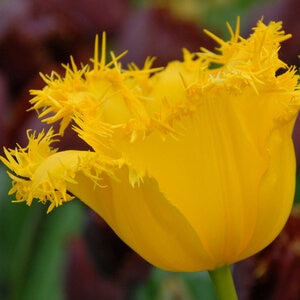 Tulipa Bulb Fringed Hamilton Tulip Each