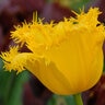 Tulipa Bulb Fringed Hamilton Tulip