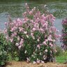 Syringa X Bloomerang Pink Perfume Lilac 5 gal. Container