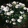 Campanula Carpatica Weisse Clips White Clips Bellflower 1 gal. Container