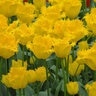 Tulipa Bulb Fringed Hamilton Tulip