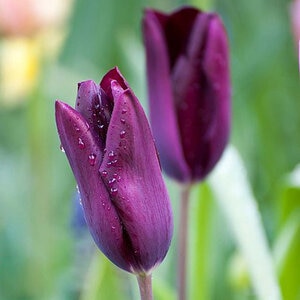 Tulipa Bulb Triumph Havran Tulip