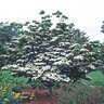 Cornus Kousa Kousa Dogwood 8 ft. Height Ball and Burlap