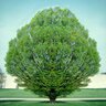 Carpinus Betulus Fastigiata European Hornbeam 45 gal. Container