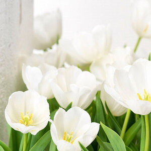 Tulipa Bulb Triumph Inzell Tulip