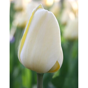 Tulipa Bulb Darwin Hybrid Ivory Floradale Tulip