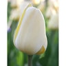 Tulipa Bulb Darwin Hybrid Ivory Floradale Tulip