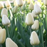 Tulipa Bulb Darwin Hybrid Ivory Floradale Tulip