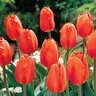 Tulipa Bulb Darwin Hybrid Lighting Sun Tulip