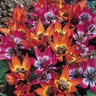 Tulipa Bulb Species Little Princess Tulip