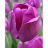 Tulipa Bulb Triumph Negrita Tulip Each