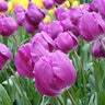 Tulipa Bulb Triumph Negrita Tulip Each