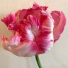 Tulipa Bulb Triumph New Design Tulip