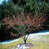 Hamamelis X Intermedia Diane Witch Hazel 36 in. Height Ball and Burlap