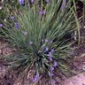 Sisyrinchium Angustifolium Lucerne Blue-Eyed Grass 2 gal. Container