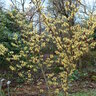 Hamamelis X Intermedia Sunburst Witch Hazel 6 ft. Height Ball and Burlap