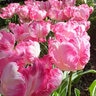 Tulipa Bulb Triumph New Design Tulip