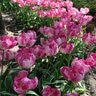 Tulipa Bulb Triumph New Design Tulip