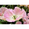 Tulipa Bulb Triumph New Design Tulip
